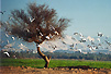 agrandir l'image